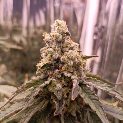 Wedding Crasher growlog timeline photo