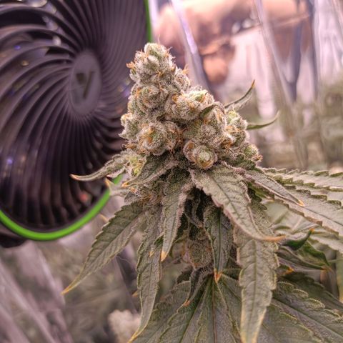 Wedding Crasher growlog timeline photo