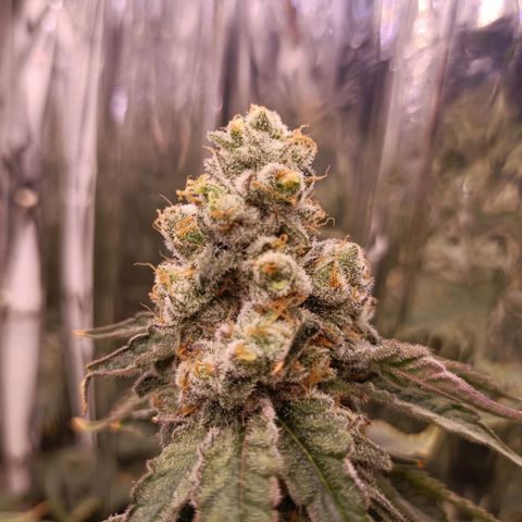 Wedding Crasher growlog timeline photo