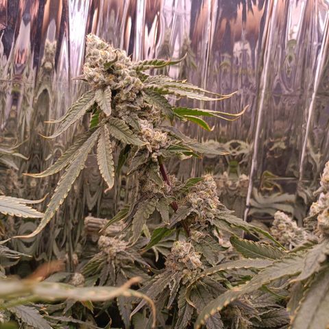 Wedding Crasher growlog timeline photo