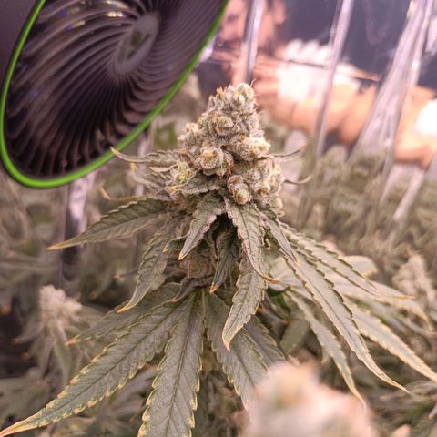 Wedding Crasher growlog timeline photo