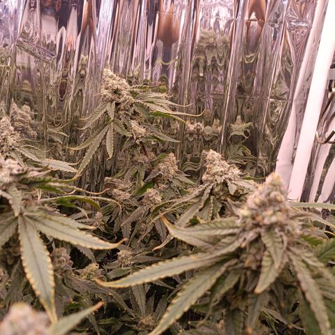 Wedding Crasher growlog timeline photo