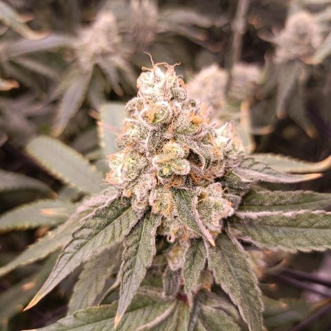 Wedding Crasher growlog timeline photo
