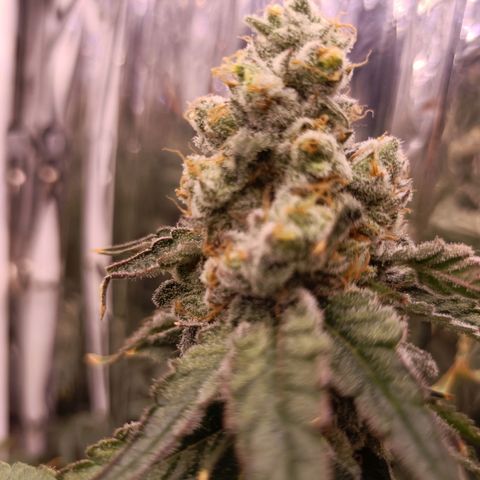 Wedding Crasher growlog timeline photo