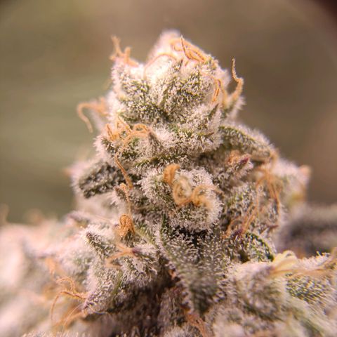 Wedding Crasher growlog timeline photo