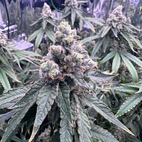 Wedding Crasher growlog timeline photo