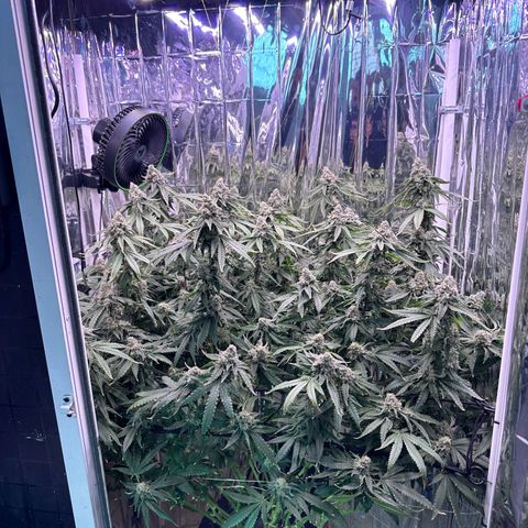 Wedding Crasher growlog timeline photo