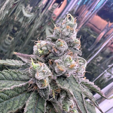 Wedding Crasher growlog timeline photo