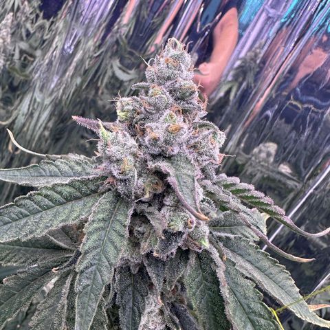 Wedding Crasher growlog timeline photo