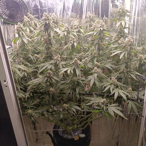 Wedding Crasher growlog timeline photo
