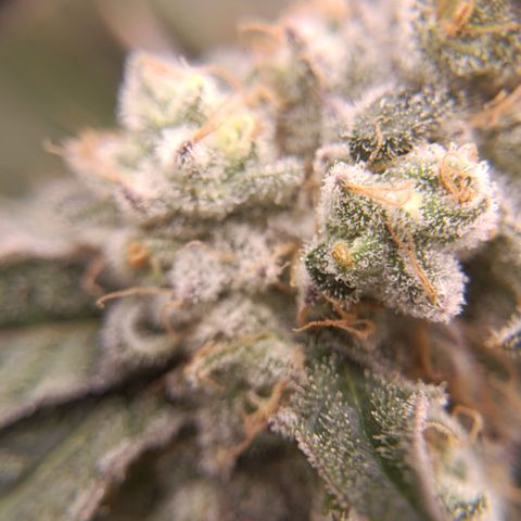 Wedding Crasher growlog timeline photo