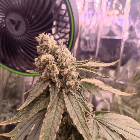 Wedding Crasher growlog timeline photo