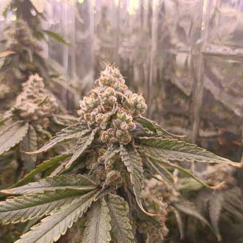 Wedding Crasher growlog timeline photo