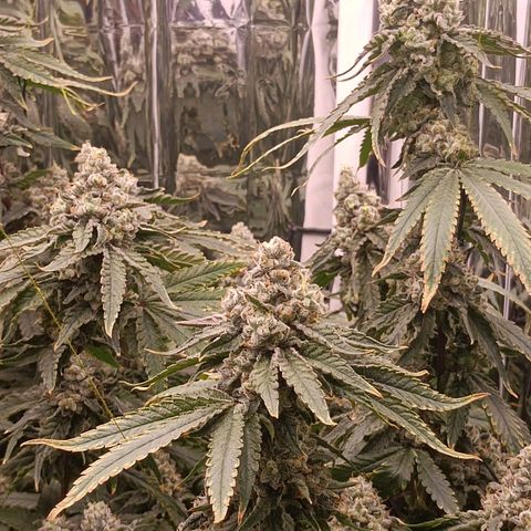 Wedding Crasher growlog timeline photo