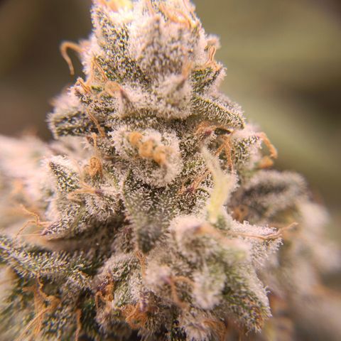 Wedding Crasher growlog timeline photo