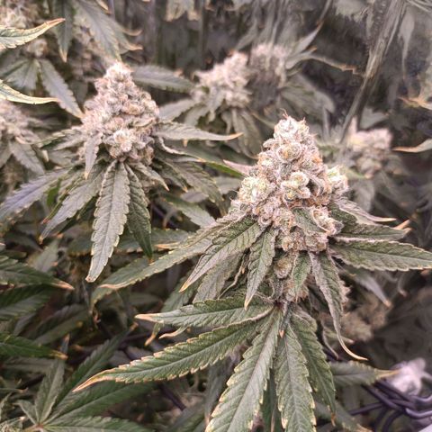 Wedding Crasher growlog timeline photo