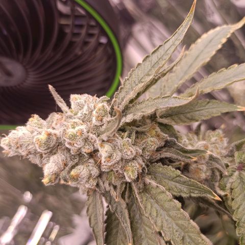 Wedding Crasher growlog timeline photo