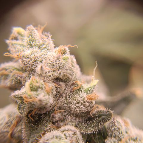 Wedding Crasher growlog timeline photo