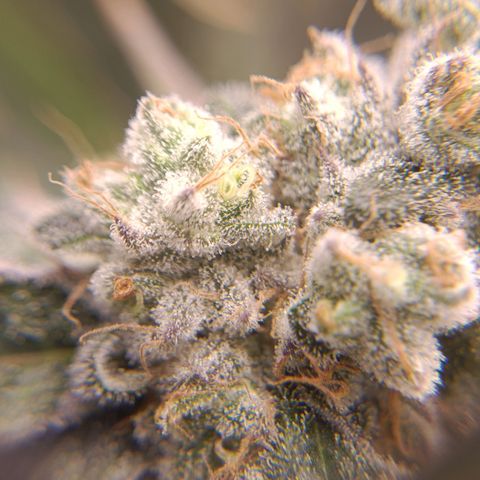 Wedding Crasher growlog timeline photo