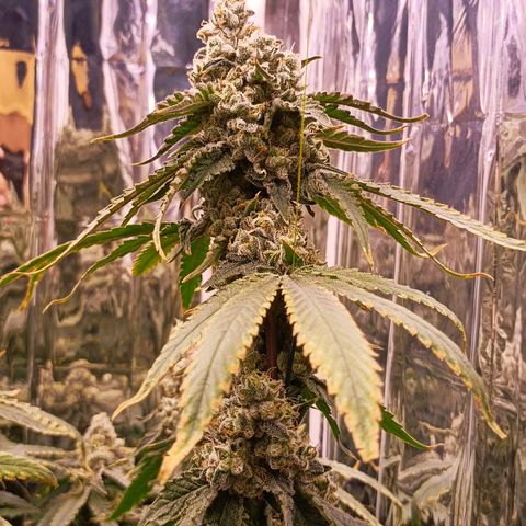 Wedding Crasher growlog timeline photo