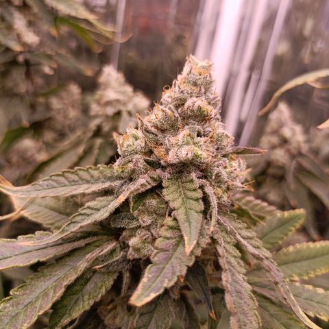 Wedding Crasher growlog timeline photo
