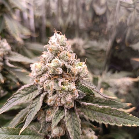 Wedding Crasher growlog timeline photo