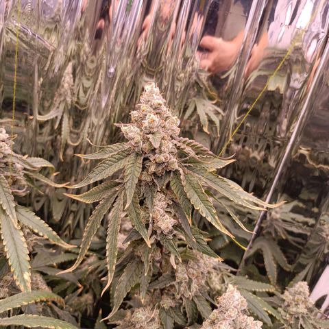 Wedding Crasher growlog timeline photo