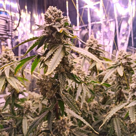 Wedding Crasher growlog timeline photo
