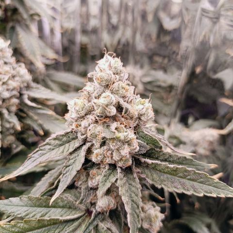 Wedding Crasher growlog timeline photo