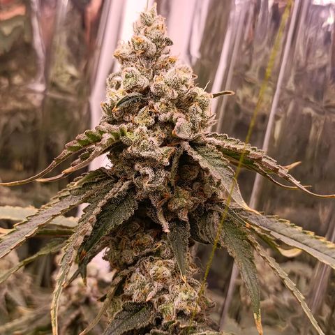 Wedding Crasher growlog timeline photo