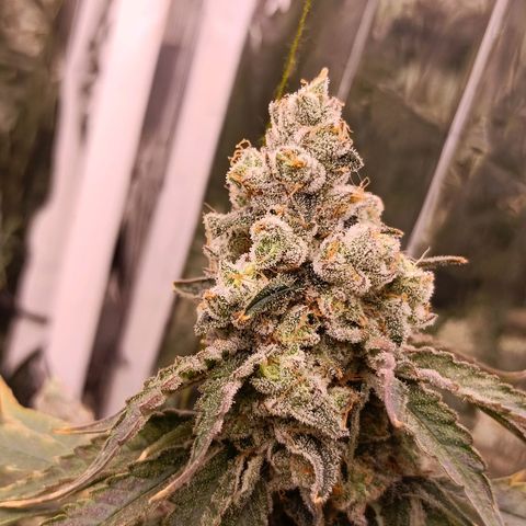 Wedding Crasher growlog timeline photo