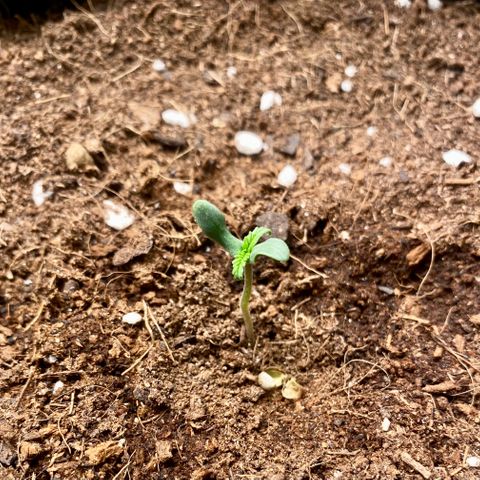 Sweet Mandarine Zkittlez XL growlog timeline photo