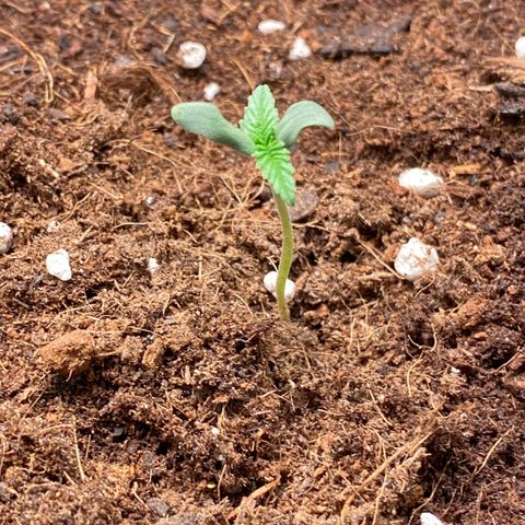Sweet Mandarine Zkittlez XL growlog timeline photo