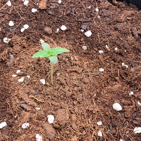 Milky Way F1 Hybrid growlog timeline photo