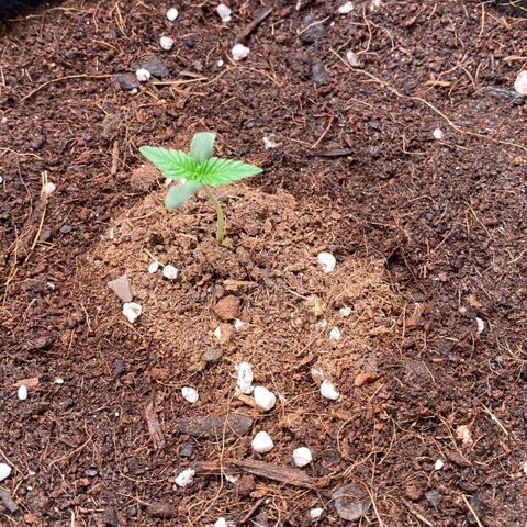 Sweet Mandarine Zkittlez XL growlog timeline photo