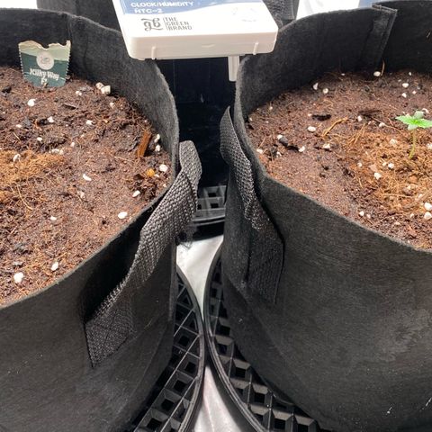 Milky Way F1 Hybrid growlog timeline photo