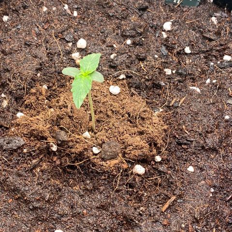 Milky Way F1 Hybrid growlog timeline photo
