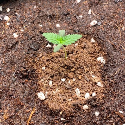 Sweet Mandarine Zkittlez XL growlog timeline photo