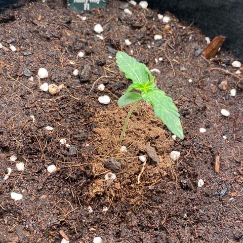 Milky Way F1 Hybrid growlog timeline photo