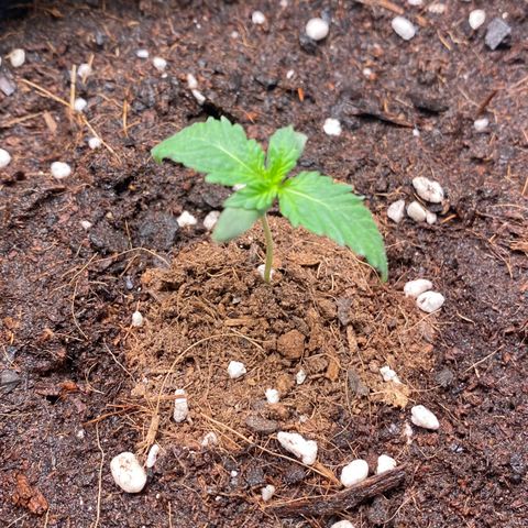 Sweet Mandarine Zkittlez XL growlog timeline photo