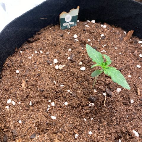 Milky Way F1 Hybrid growlog timeline photo