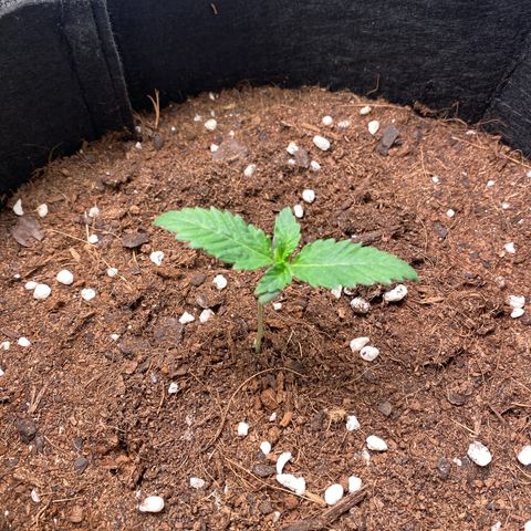Sweet Mandarine Zkittlez XL growlog timeline photo
