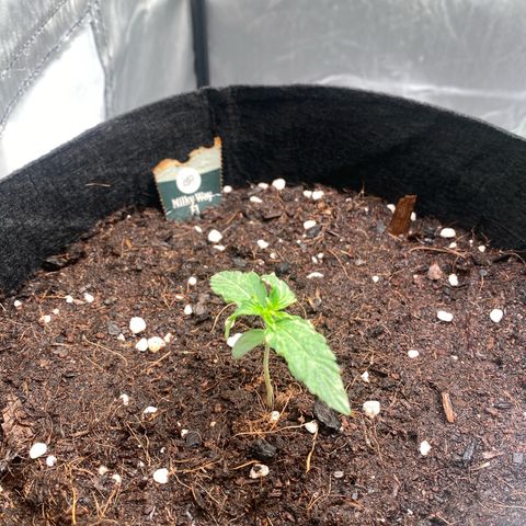 Milky Way F1 Hybrid growlog photo: Elevamos las plantulas para darle los 400ppfd necesarios