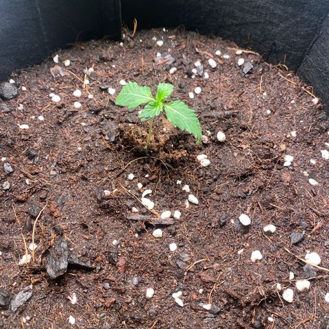 Milky Way F1 Hybrid growlog photo: Elevamos las plantulas para darle los 400ppfd necesarios