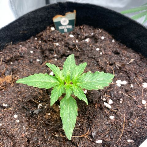 Milky Way F1 Hybrid growlog timeline photo