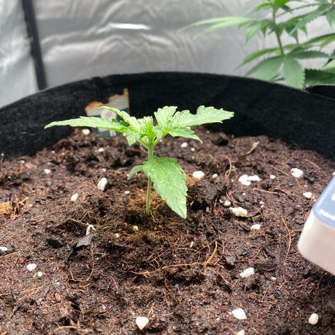 Milky Way F1 Hybrid growlog timeline photo