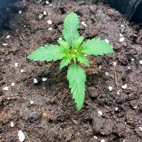 Sweet Mandarine Zkittlez XL growlog timeline photo