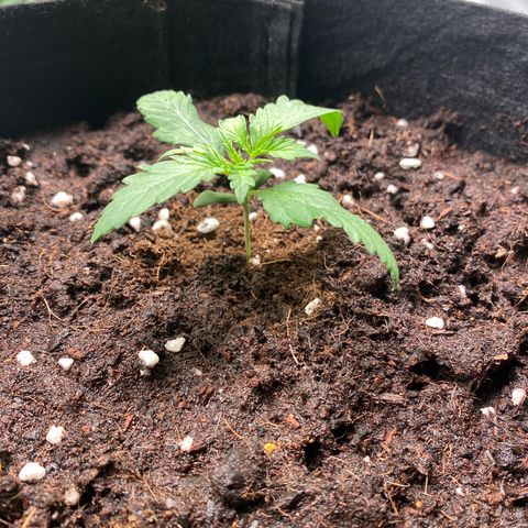 Sweet Mandarine Zkittlez XL growlog timeline photo