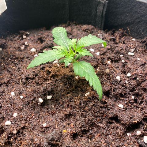 Sweet Mandarine Zkittlez XL growlog timeline photo