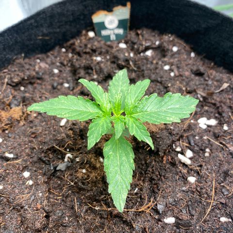 Milky Way F1 Hybrid growlog timeline photo